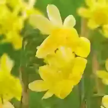 Angel's Whisper